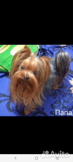 Йоркширский терьер