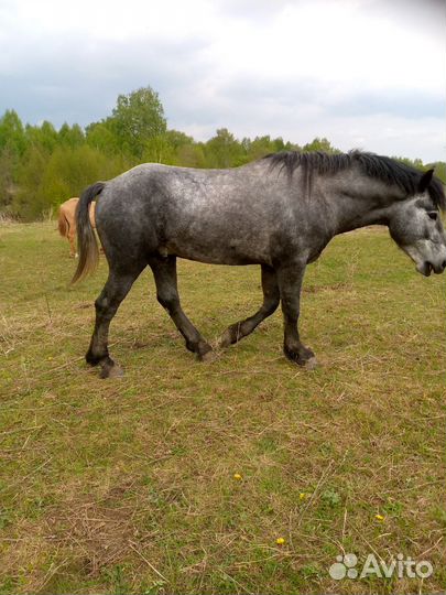 Продам жеребцов