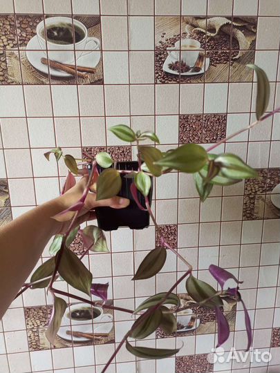 Традесканция