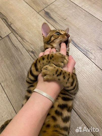 Вязка бенгальского кота