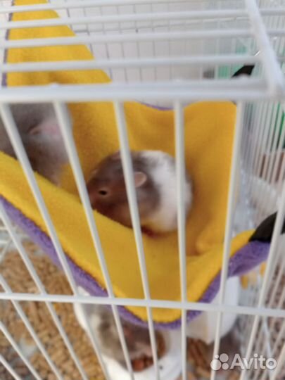Продам хомячков