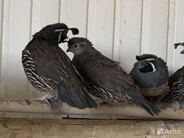 Серама, Вергинский, Калифорнийский