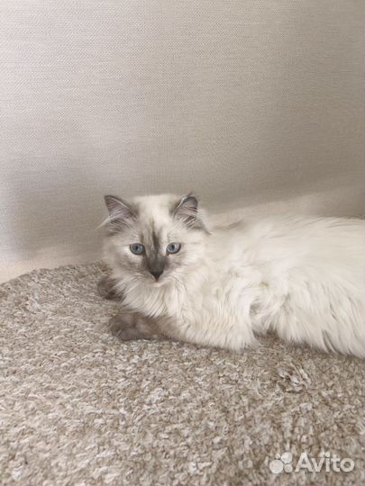 Кошечка в добрые ручки