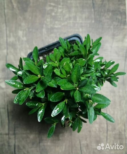 Самшит Садовый