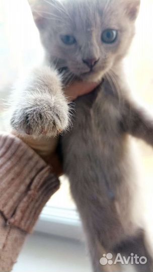 Игривые котята ищут дом