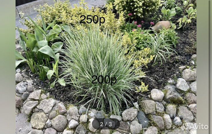 Очиток цветущий