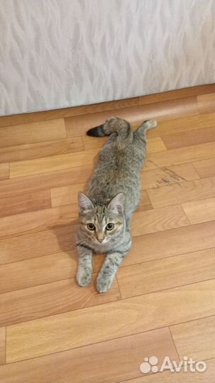 Европейская