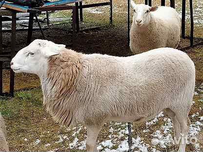 Катумский баран