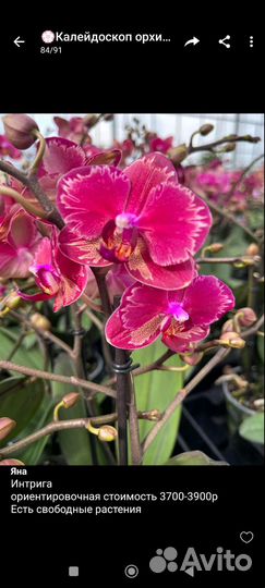 Орхидеи приход в конце сентября