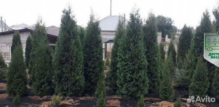 Туя Колумна