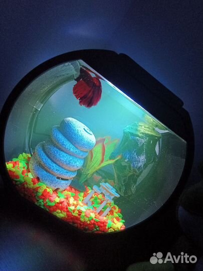 Аквариум 10л