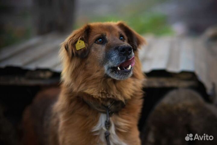 Собака в добрые руки