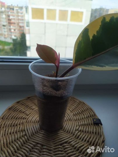 Фикус эластика