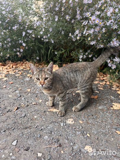 Кошечка в добрые руки