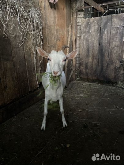 Зааненская дойная коза