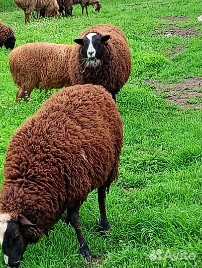 Продаются овцы