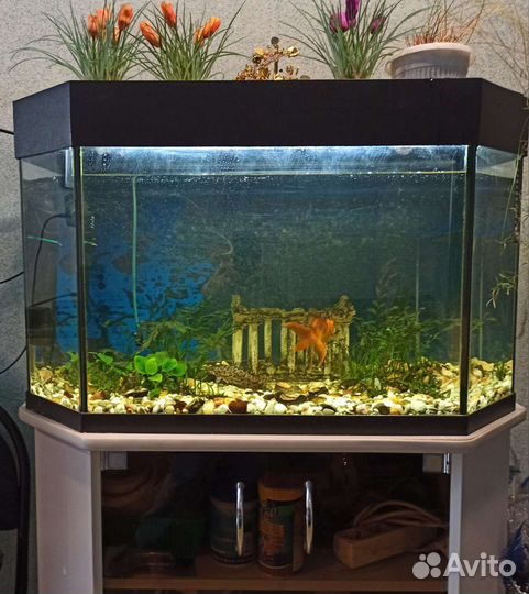 Аквариум на 100 литров