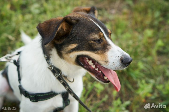 Собака в добрые руки. Джагер