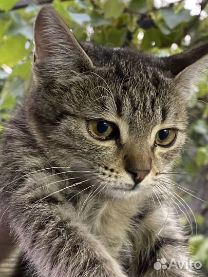 Котята бесплатно