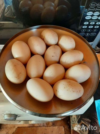 Индоутка мускусная утка