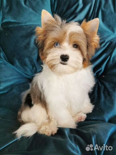 Бивер мальчик