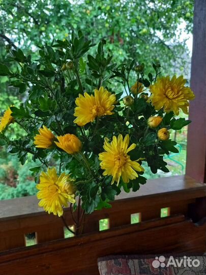 Гладиолусы,пионы хризантемы астильбы ромашки