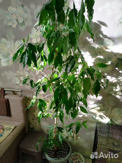 Комнатные растения цветы большие