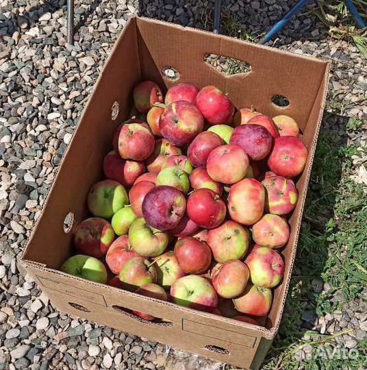 Яблоки 2 сорт