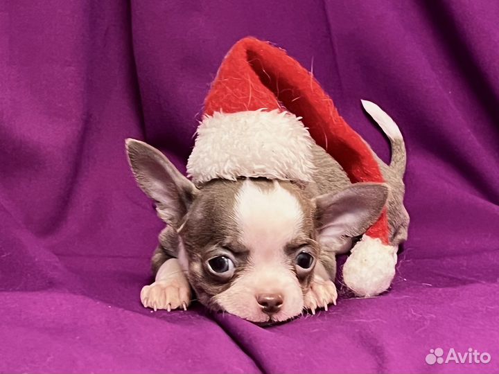 Лиловые Чихуахуа мини