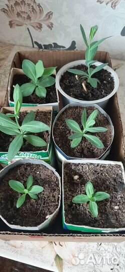 Эустома рассада