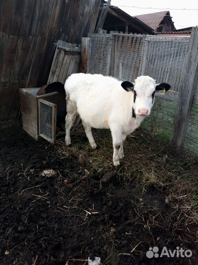 Бык и тёлочка