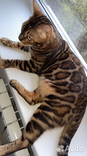 Бенгальский котик