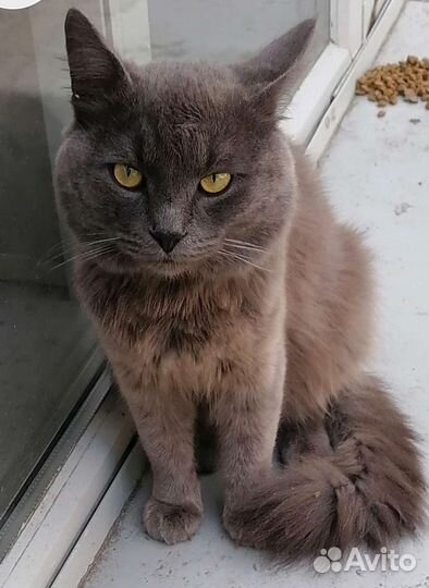 Котик британец