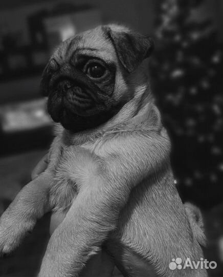 Вязка мопс мальчик