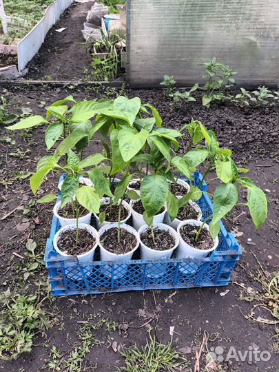 Рассада перца сладкого