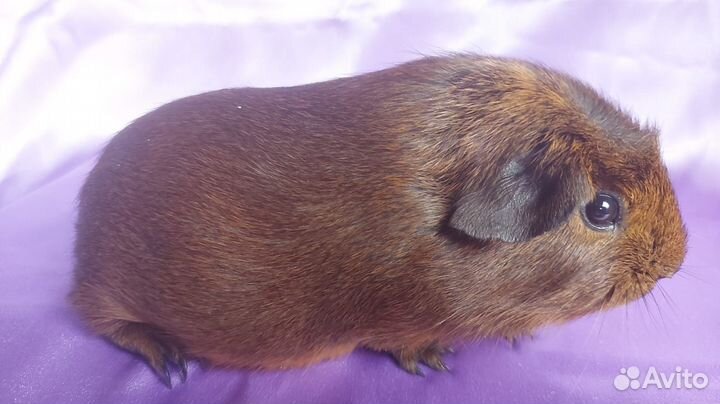 Морские Свинки малыши