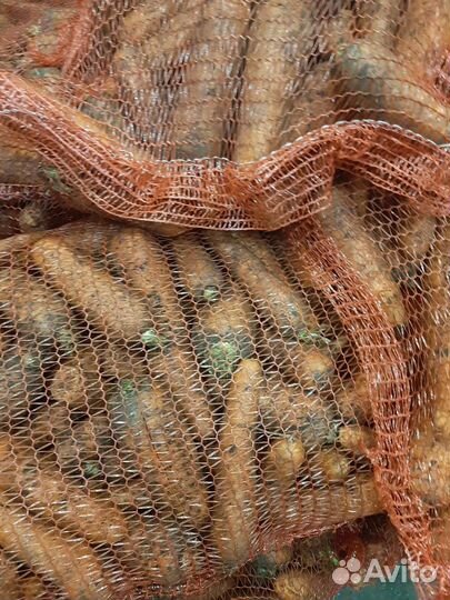 Морковь и свёкла на Дом