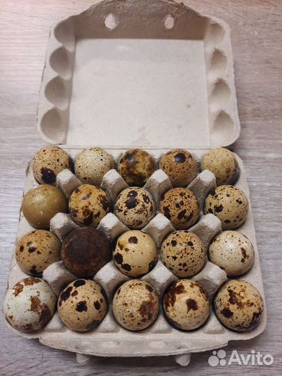 Яйца перепелиные домашние