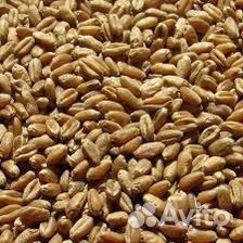 Зерно пшеница