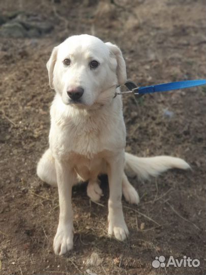 Собака породы Акбаш