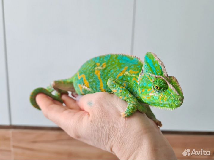 Йменский хамелеон