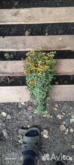 Травы для бани. Зоопарки для бани