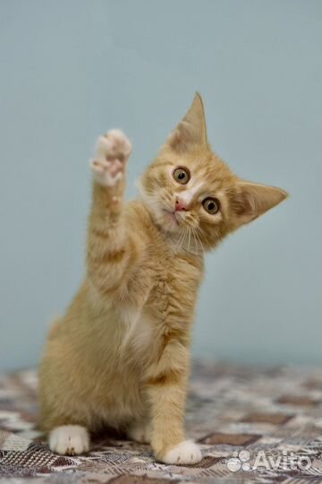 Солнечные малыши и их мама (кошка и котята)