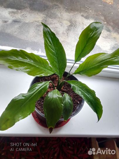 Спатифиллум