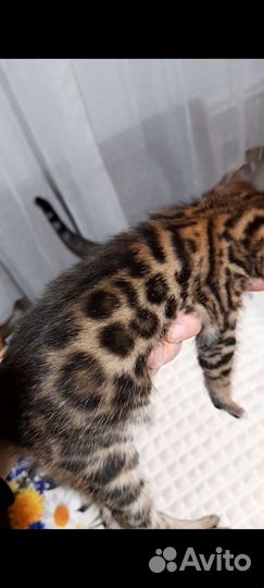 Бенгальские котята