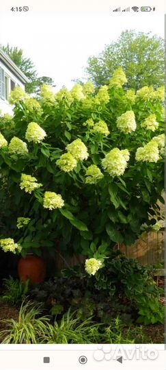 Гортензия метельчатая в ассортименте