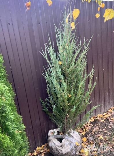 Можжевельник Блю Эрроу