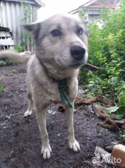 Собака в добрые руки