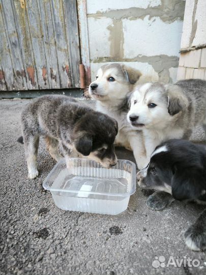 Собака в добрые руки отдам бесплатно