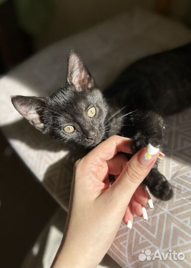 Котята 2 месяца